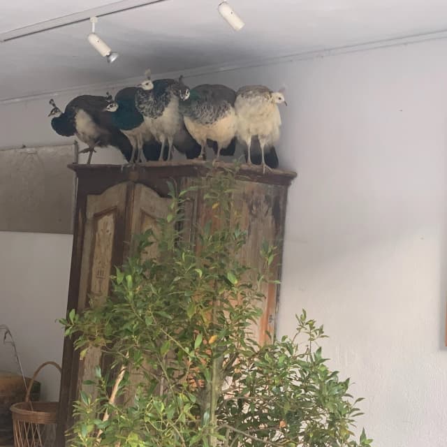 Neujahrsbegrüßung.
#erichschickling #schicklingstiftung #erichschicklingstiftung #ottobeuren #günztal #kunststiftung #architektur #philosophie #mythologie #natur #klassischemusik