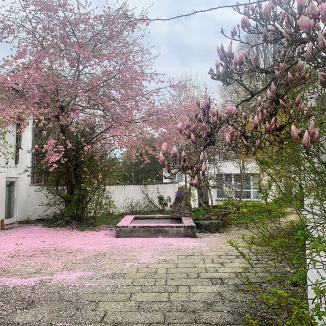 Ein Frühlingstraum in Rosa!
Der Regen hat ihn heute mitgenommen!
Bald träumen wir wieder in Tönen:
Samstag, 2. Mai um 18 Uhr Lied-Duo
mit Julia Obert (Sopran) und Magdalena Wolfarth (Klavier)
Sonntag, 3. Mai um 17 Uhr
Das Marienleben. Mit Christine Silla-Kiefer (Texte) und Verena Stei (Cello)