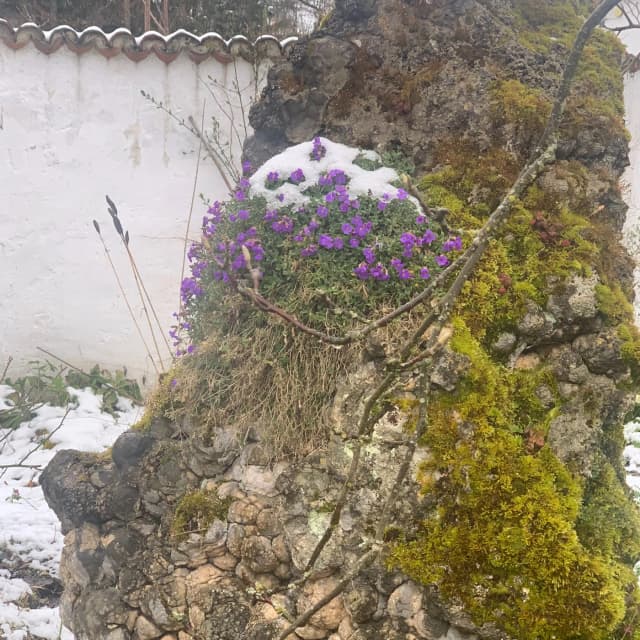 Palmsonntag.
Violett der Passion - Weiss des Segens - Grün der Gegenwart in österlicher Hoffnung - Gottes verborgener Atem im Stein.